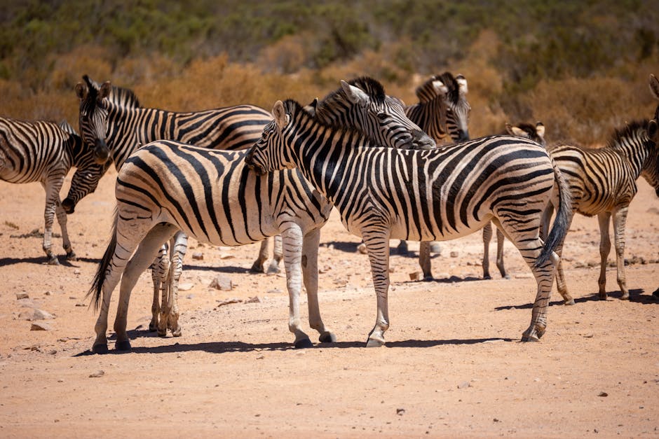 What Zebra Does and Why It Matters to Investors
