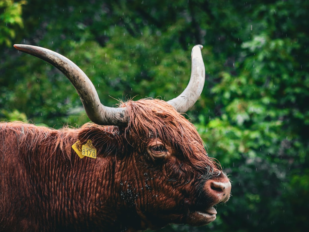 The bull case: why some investors think AMD could join the trillion-dollar club