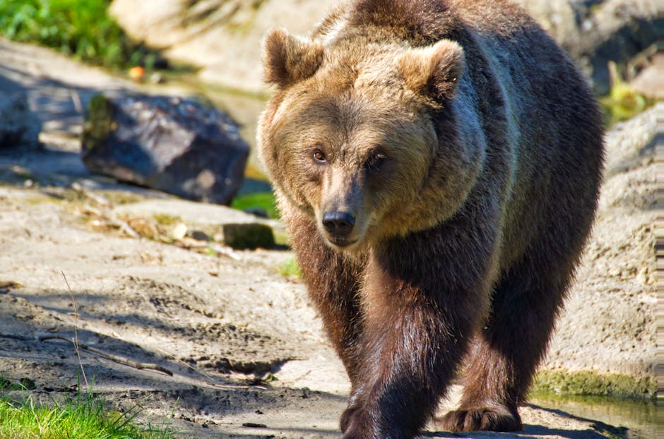 The Bear Case: Why The Risks Persist