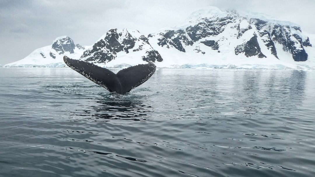 Whale Activity, Emissions, and the Road Ahead