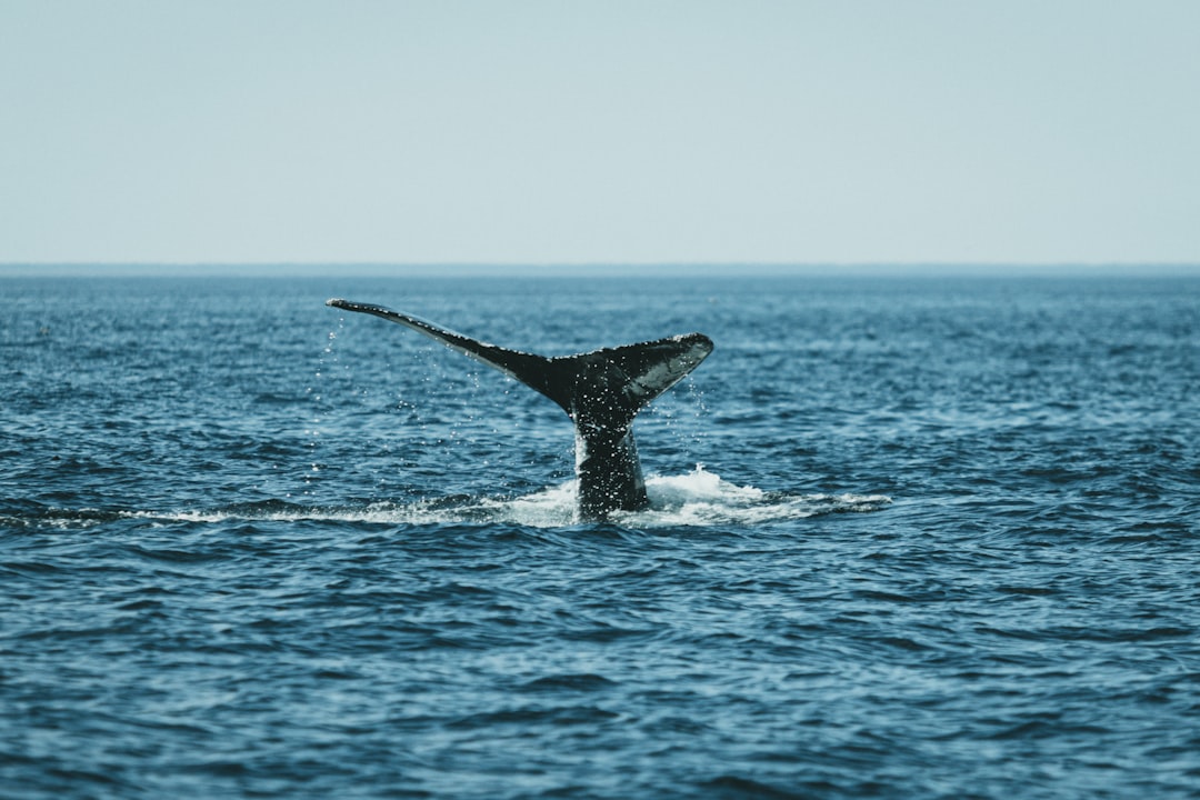 Whale Moves and ETF Flows