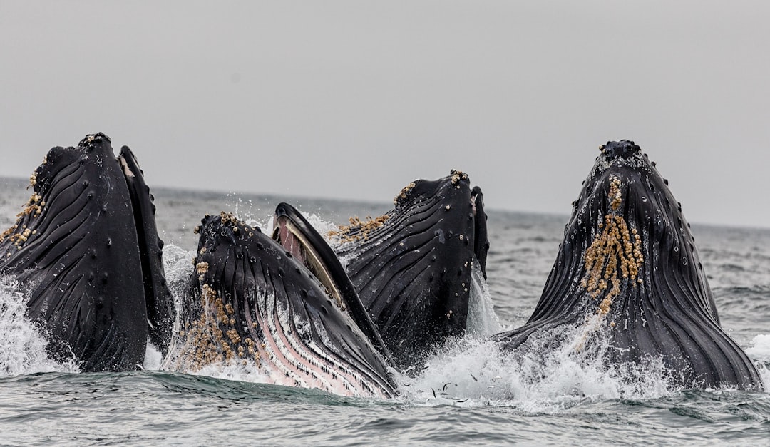 Whale activity and exchange dynamics