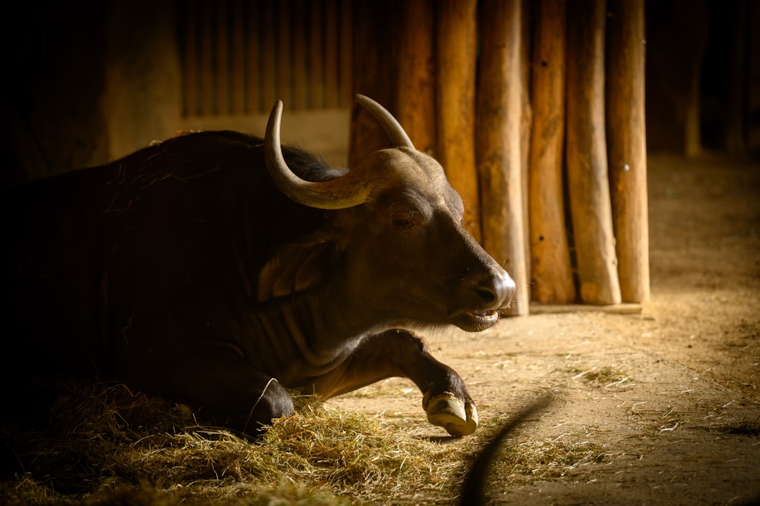 The Bull Case: What Needs To Happen For $5-$7