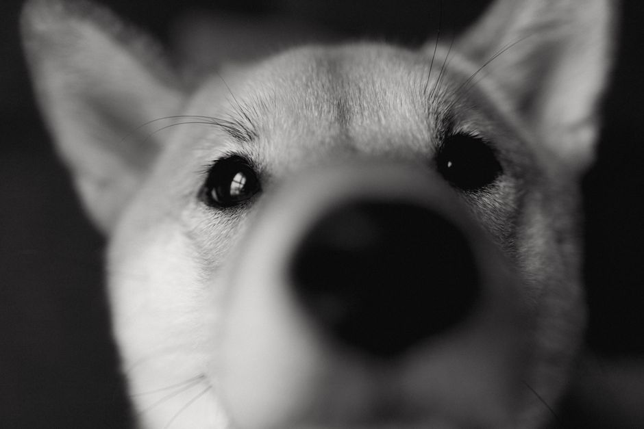 
Shiba Inu (SHIB) remains a focal point for meme-token dynamics, even as the broader bear market tempers enthusiasm for 