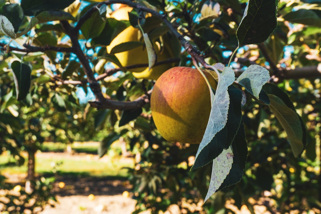 Technical Note: Orchard Upgrade And The Privacy Ledger