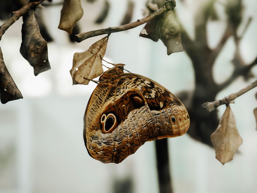 How to Apply the Winged Moment Mindset to Your Finances