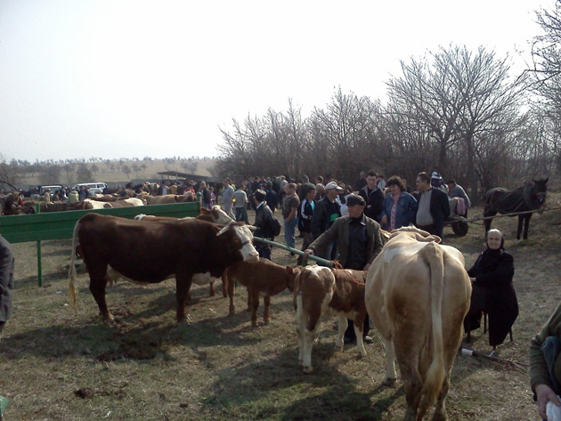 Fermierii sătmăreni fluieră a pagubă