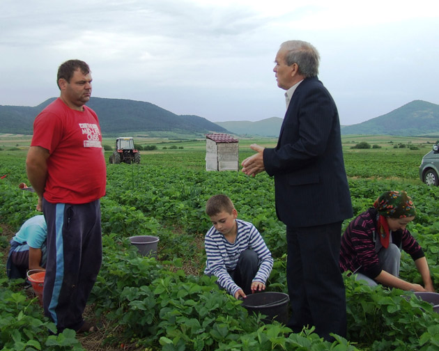 Culturile tradiţionale de căpşuni reînvie la Turţ