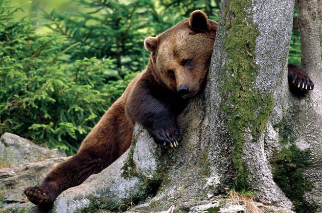 Dispar animalele sălbatice din judeţ