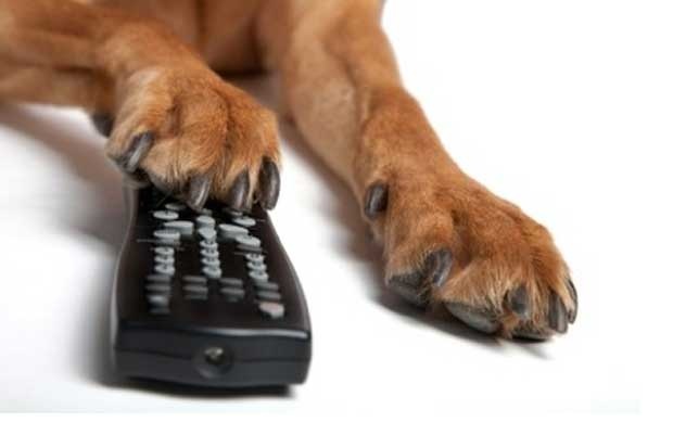 DOGTV, prima televiziune dedicată câinilor, va fi lansată oficial în Statele Unite