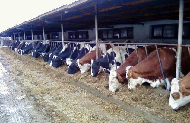 Încă două săptămâni pentru depunerea cererilor de ajutor pentru producătorii de lapte