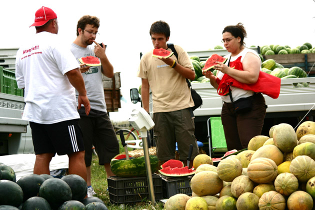 Au apărut primele lebenițe la Zalău