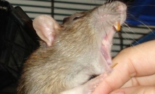 Sătmărean muşcat de şobolan în baie