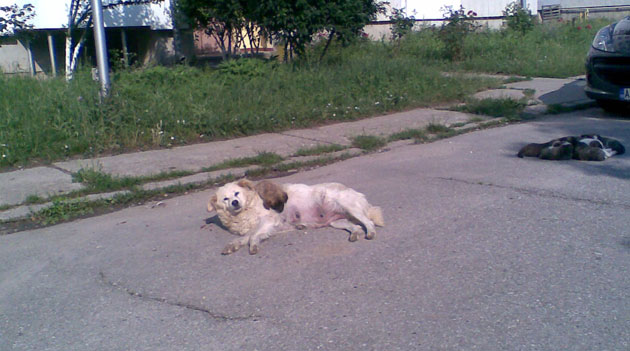 Maidanezii, eterna problemă fără rezolvare