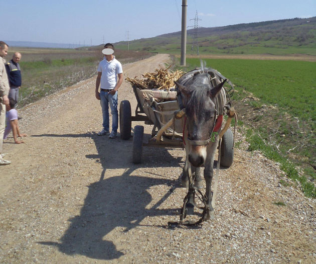 Poliţiştii dau iama în hoţii  de produse agricole
