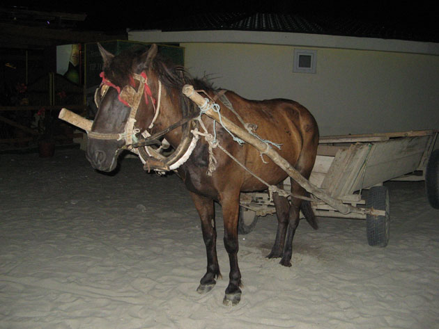 Impact frontal între două căruţe la Tăşnad