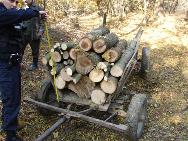 A început războiul cu hoţii de lemne