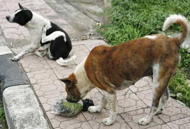 Ţara Oaşului, invadată  de maidanezi