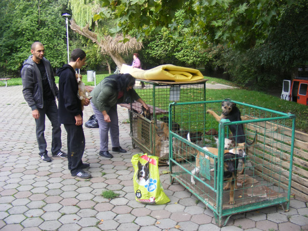 Un nou târg de adopţie la Grădina Romei