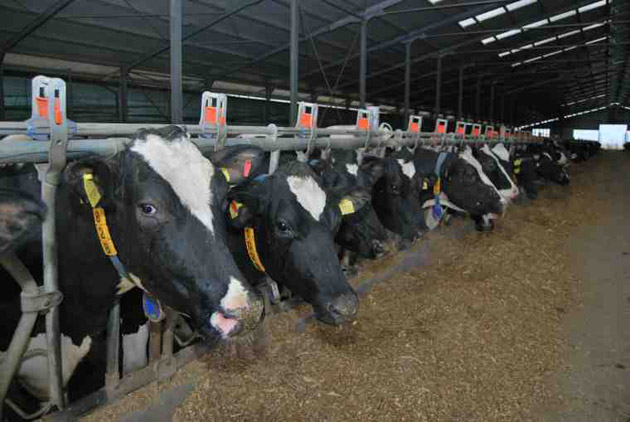 Pot fi depuse cererile pentru subvenţiile la bovine