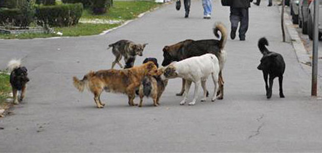 CONTRACT. Câinii vagabonzi, CULEȘI de pe străzile Sătmarului. Asociația FreeLife Satu Mare a câștigat licitația