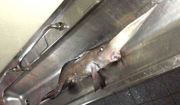 Veninos, bizar şi enigmatic: un animal rar a fost capturat în apele Atlanticului