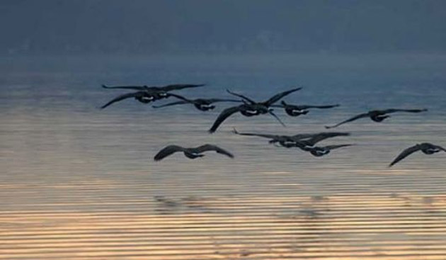 Aproape 200 de specii de păsări sunt în pragul dispariției