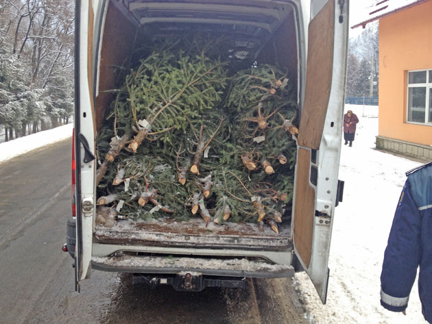 Poliţia declară război comerţului ilegal cu brazi