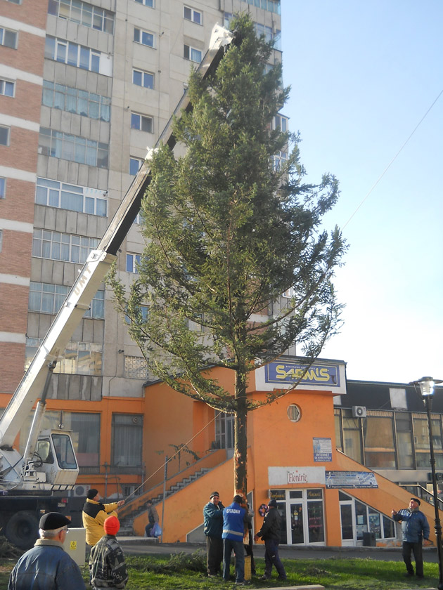 Brad de 12 m pentru zălăuani