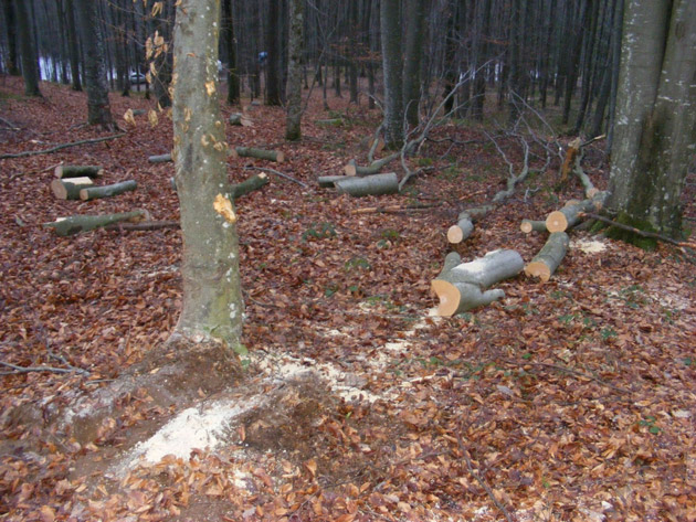 Se FURĂ ca-n codru din pădurile SĂTMARULUI. Prefectul CERE măsuri URGENTE