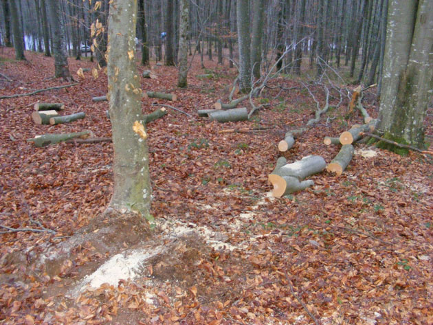 Codrii Sătmarului, făcuţi încet una cu pământul