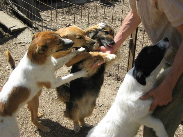 Sechestru pe câinii comunitari