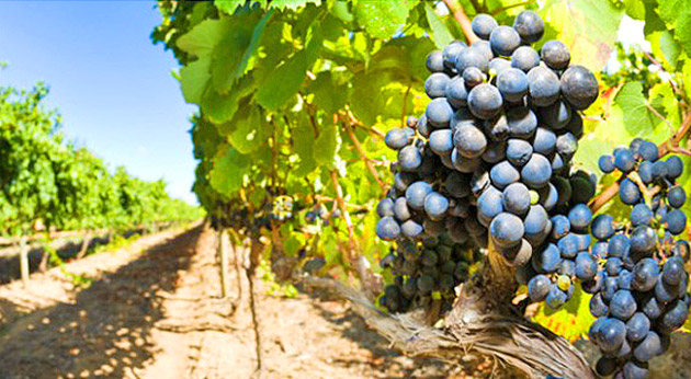 “Dealurile Sătmarului” va deveni brandul vinului sătmărean