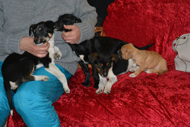 Un nou Târg de Adopţii la Grand Mall