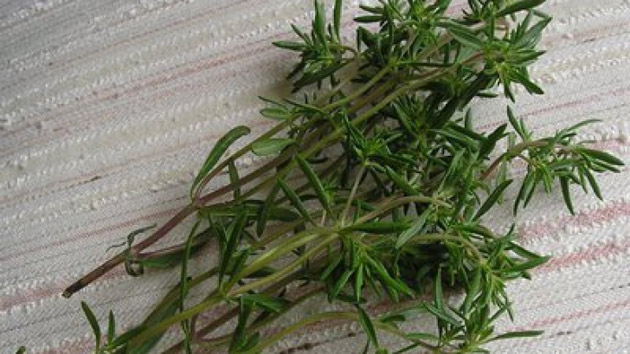 Cimbrul, leac pentru zeci de boli