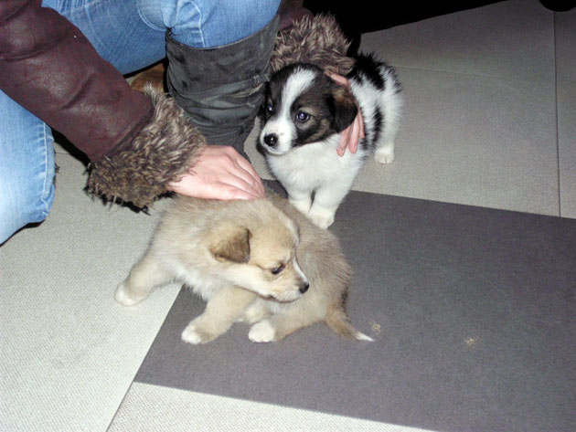 Patru “voinici” adoptaţi la Grand Mall