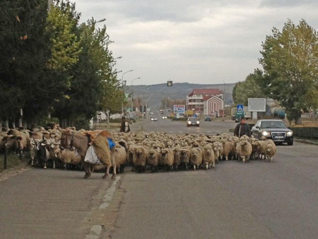 Miliţie populară împotriva ciobanilor