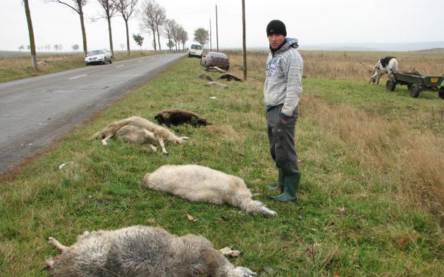 Un şofer sălăjean a ucis cu autoutilitara 30 de oi