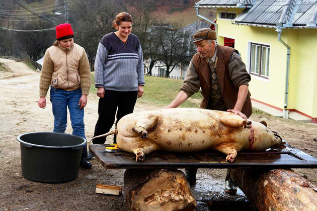 Trichineloza face ravagii în judeţ