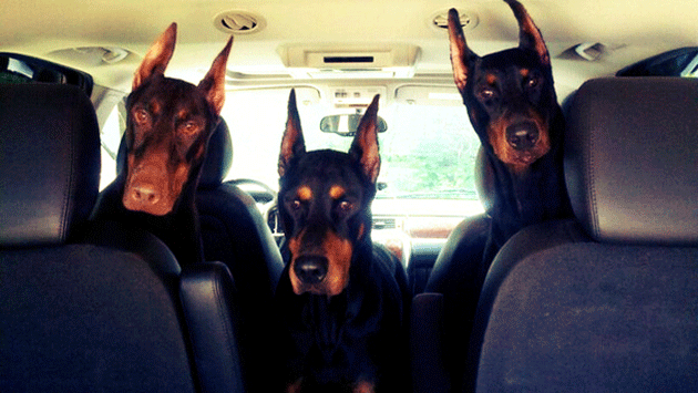 Cum să-ţi fereşti maşina de hoţi