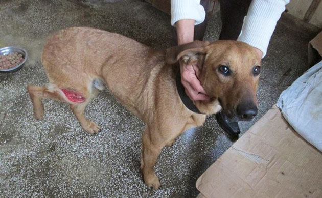 Împuşcat şi mutilat în Carei, operat şi adoptat în Germania