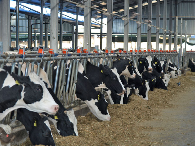 Subvenţii doar pentru vacile atestate genetic