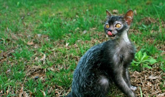 Cum arată pisica ”vârcolac”, cea mai nouă rasă de pisici creată de crescătorii americani?