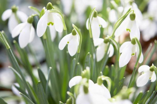 Vreme de primăvară în toată ţara! Cum va fi la Satu Mare?