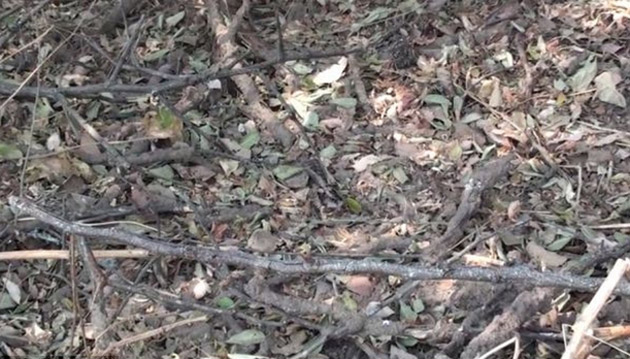 Puteţi vedea pasărea din imagine?