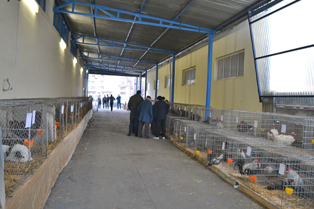 Sute de păsări şi animale mici expuse la Satu Mare