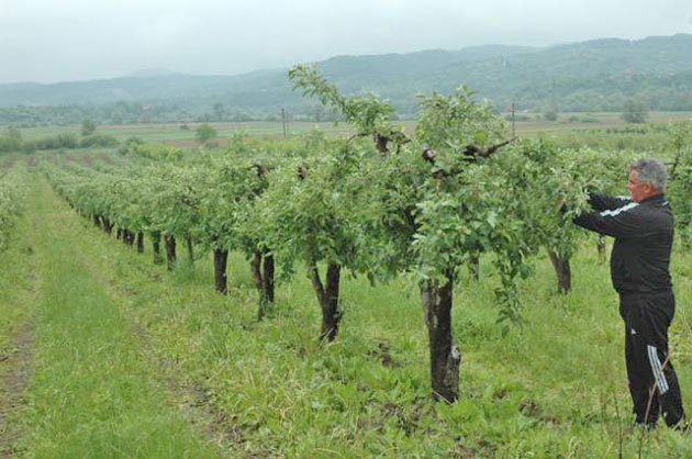 Peste 7.000 de hectare de livezi,  disponibile pentru reconversie