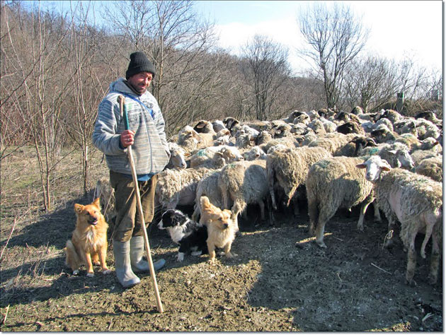 Prefectura face pace între ciobani  şi sătmăreni