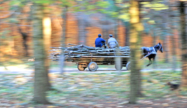 Prinşi cu două căruţe de lemne furate
