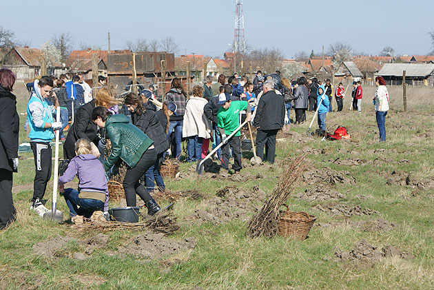 O mie de puieţi plantaţi de elevi la Moftin